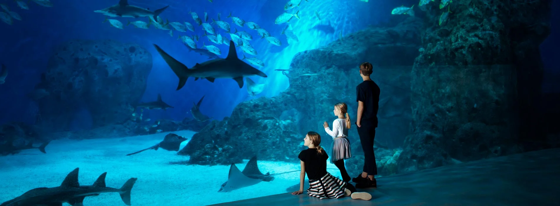 Den-blaa-planet_cover1